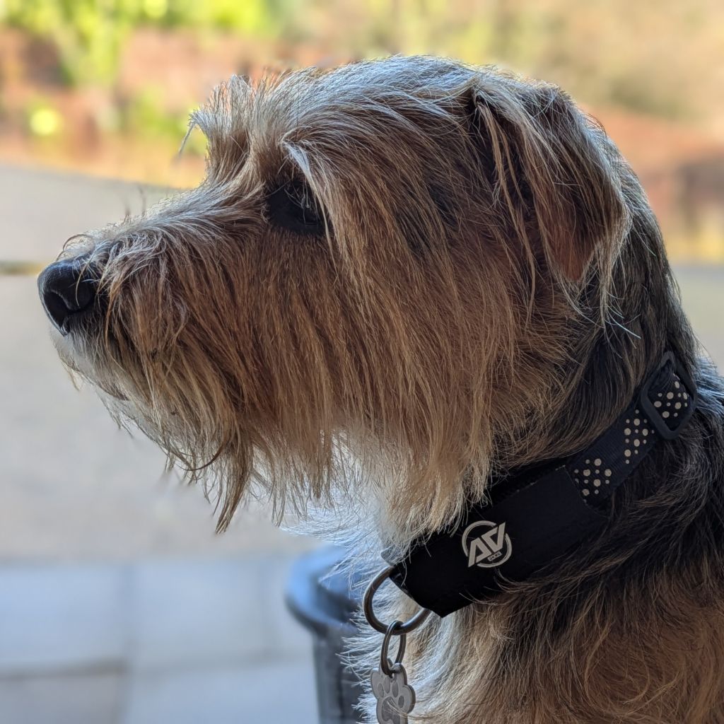 A profile close-up of a scruffy, wire-haired terrier dog looking to the left. The dog is wearing a black, polka-dot patterned collar featuring a black AV Edge Dog Collar Patch with the silver 'AV' logo clearly visible on the side.