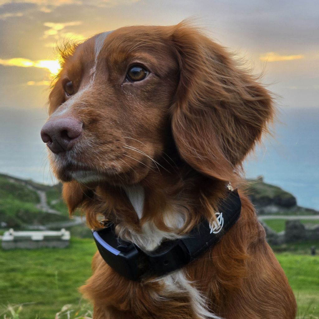 A ginger spaniel outdoors at sunset wearing an AV Edge Dog Collar Patch, showcasing how the non-invasive HEF Technology might support calm behaviour, natural energy field alignment, and joint comfort in active or aging pets.