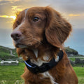 A ginger spaniel outdoors at sunset wearing an AV Edge Dog Collar Patch, showcasing how the non-invasive HEF Technology might support calm behaviour, natural energy field alignment, and joint comfort in active or aging pets.