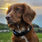 A ginger spaniel outdoors at sunset wearing an AV Edge Dog Collar Patch, showcasing how the non-invasive HEF Technology might support calm behaviour, natural energy field alignment, and joint comfort in active or aging pets.