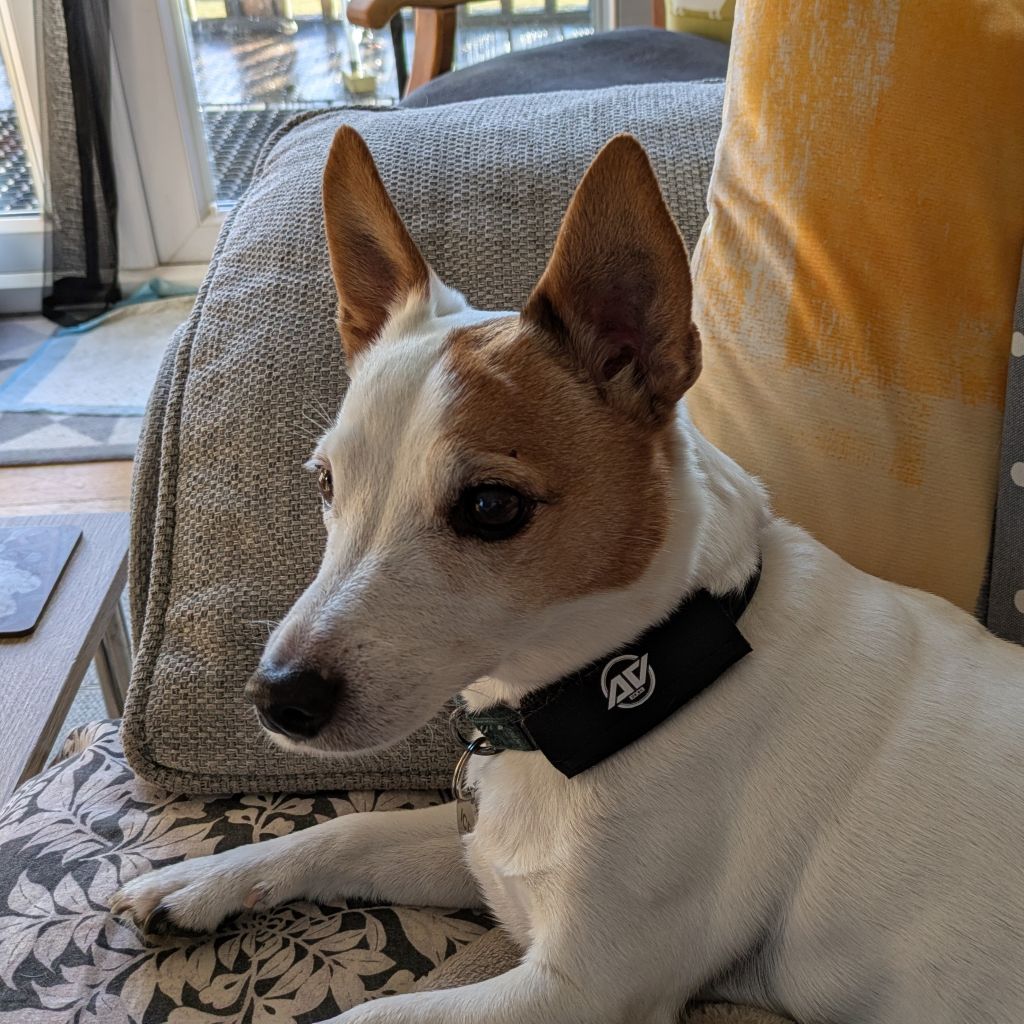 A close-up of a small, white dog with brown patches on its face and ears, lying comfortably on a patterned sofa. The dog is wearing a black collar featuring a clearly visible AV Edge Dog Collar Patch with the white 'AV' logo.