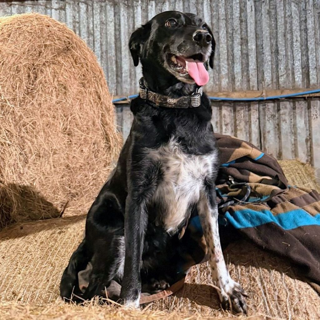 A happy black and white dog sitting on hay bales, wearing an AV Edge Dog Collar Patch, demonstrating how the non-invasive EF Technology might support enhanced calmness, vitality, and natural energy field stability in active, working, or barn dogs.