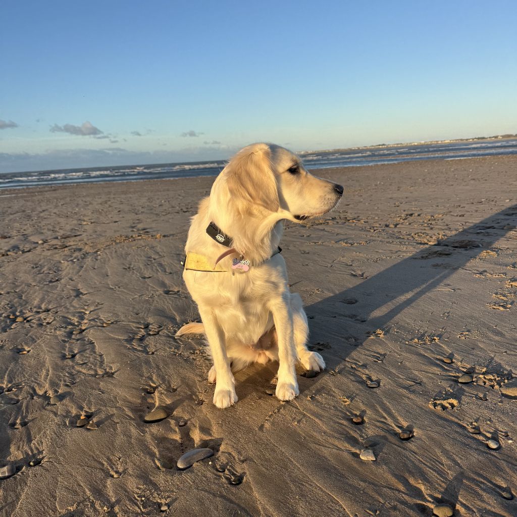 A full body shot of a golden retriever dog sitting calmly on a sandy beach at sunset, wearing an AV Edge Dog Collar Patch on a black collar. The patch is clearly visible, attached to the side of the collar.