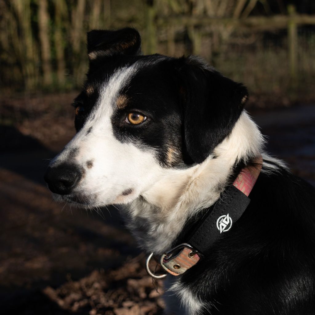 A black and white dog outdoors wearing the AV Edge Dog Collar Patch, demonstrating how HEF Technology might support a dog's natural energy field and may help with calm behaviour, joint mobility, and overall vitality in senior or active dogs.