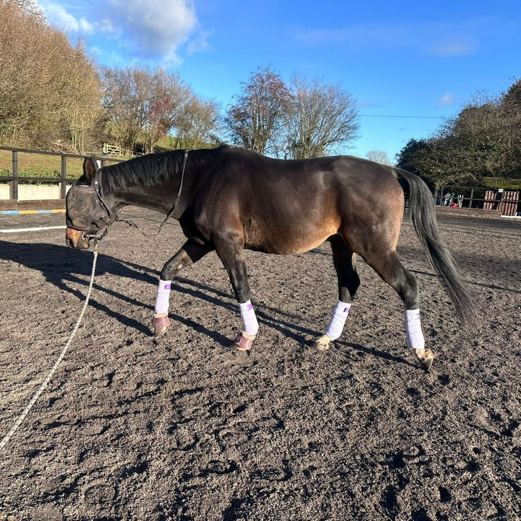 A bay horse being worked on a lunge line in an outdoor sand arena. The horse is wearing a fly mask and leg wraps, demonstrating how AV Edge Horse Bridle Patches might be utilized during ground training to support natural calming and focus while the horse works to find its natural balance and biomechanical coordination.