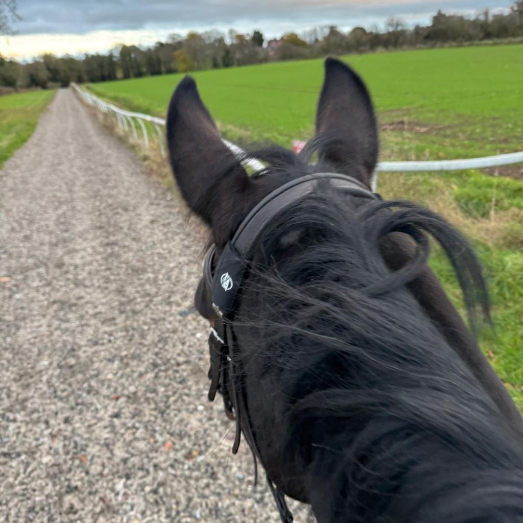 A rider’s point-of-view (POV) shot from the saddle, looking over a dark horse’s ears as they walk along a gravel path. An AV Edge Horse Bridle Patch is clearly visible on the bridle, demonstrating its use during a hack to help the horse stay soft, focused, and 'on the bit' by potentially reducing EMF interference and spooking.
