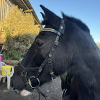 A close-up, profile shot of a black horse wearing a leather bridle with a blue and gold browband. An AV Edge Horse Bridle Patch is attached to the headpiece, highlighting a FEI-Legal solution that may support equine biomechanical coordination and natural balance while reducing bridle tension and travel stress.