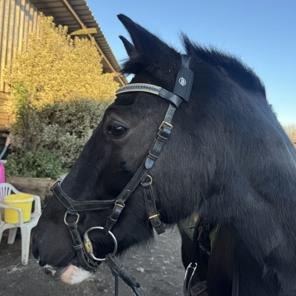 A close-up, profile shot of a black horse wearing a leather bridle with a blue and gold browband. An AV Edge Horse Bridle Patch is attached to the headpiece, highlighting a FEI-Legal solution that may support equine biomechanical coordination and natural balance while reducing bridle tension and travel stress.